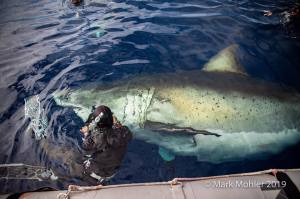 Enormous Great White Shark, ‘Deep Blue,’ Appeared in Hawaii to Feast on a Whale Carcass