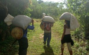 Varietas kopi liar terancam punah