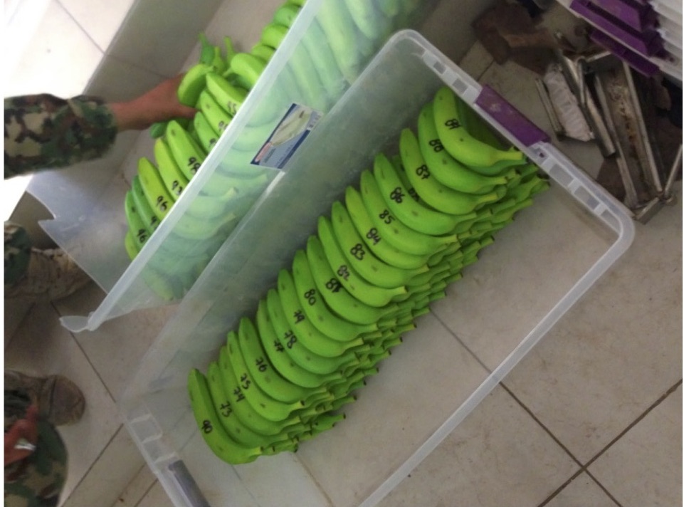 Fake bananas filled with cocaine were found in one of Chapo's safe houses.