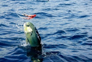 Email phising bekerja laiknya orang mancing ikan