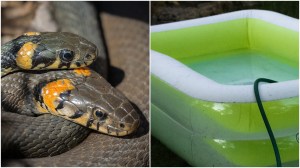 Ular di Kebun Binatang Melbourne melakoni akuarobik supaya tidak gemuk