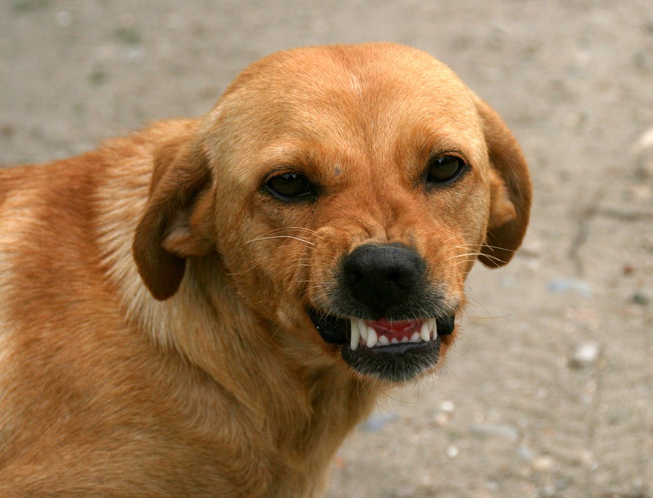 El terror del huachicol: un perro evitó el robo de una gasolinera en México