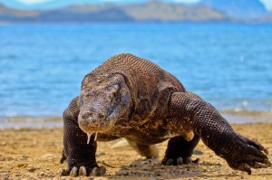 Pulau Komodo akan ditutup untuk wisata selama setahun