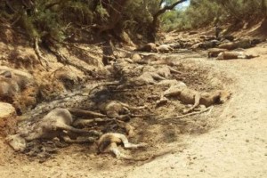 Horses died of thirst in the Australian Outback​. Image: Facebook/Ralph Turner