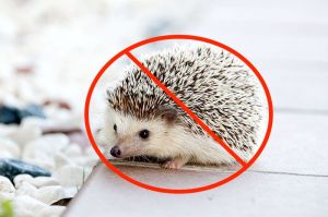 Domesticated_Baby_Hedgehog-1