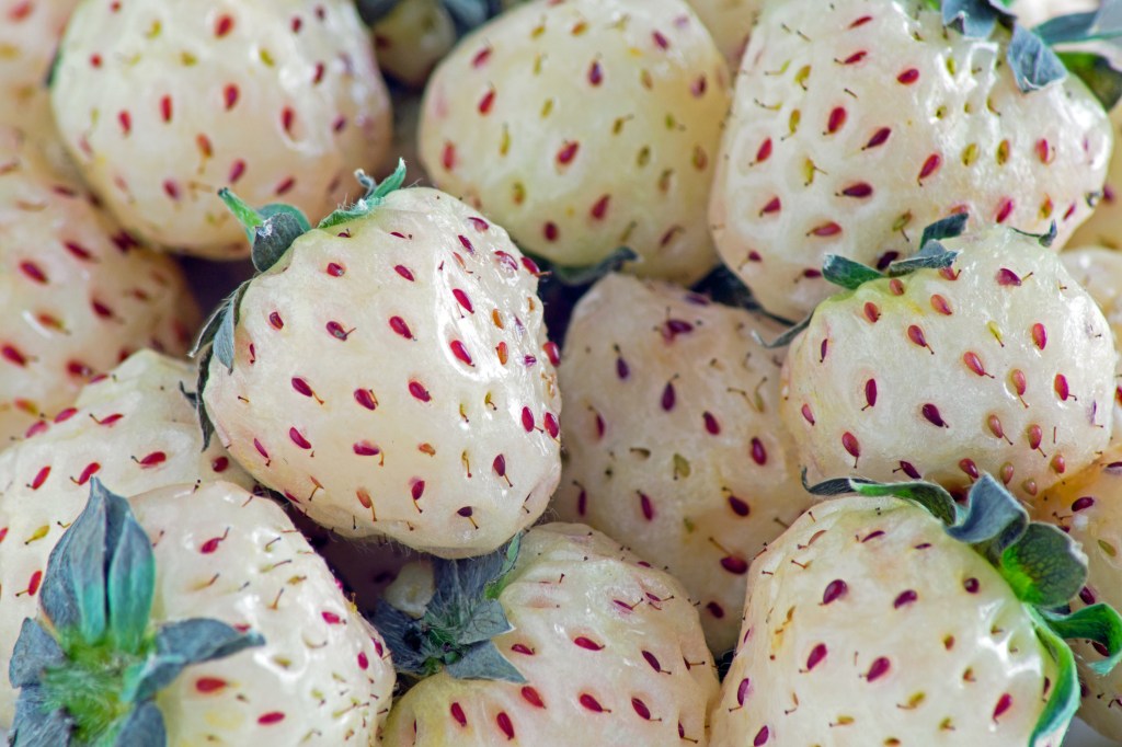 albino strawberries