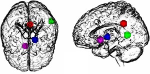 Regiones del cerebro en el circuito CTSC afectado por LSD