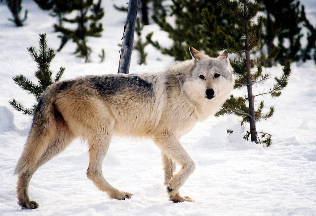 Scientists Created This Beautiful Map of Wolf Pack Movements Using GPS Data