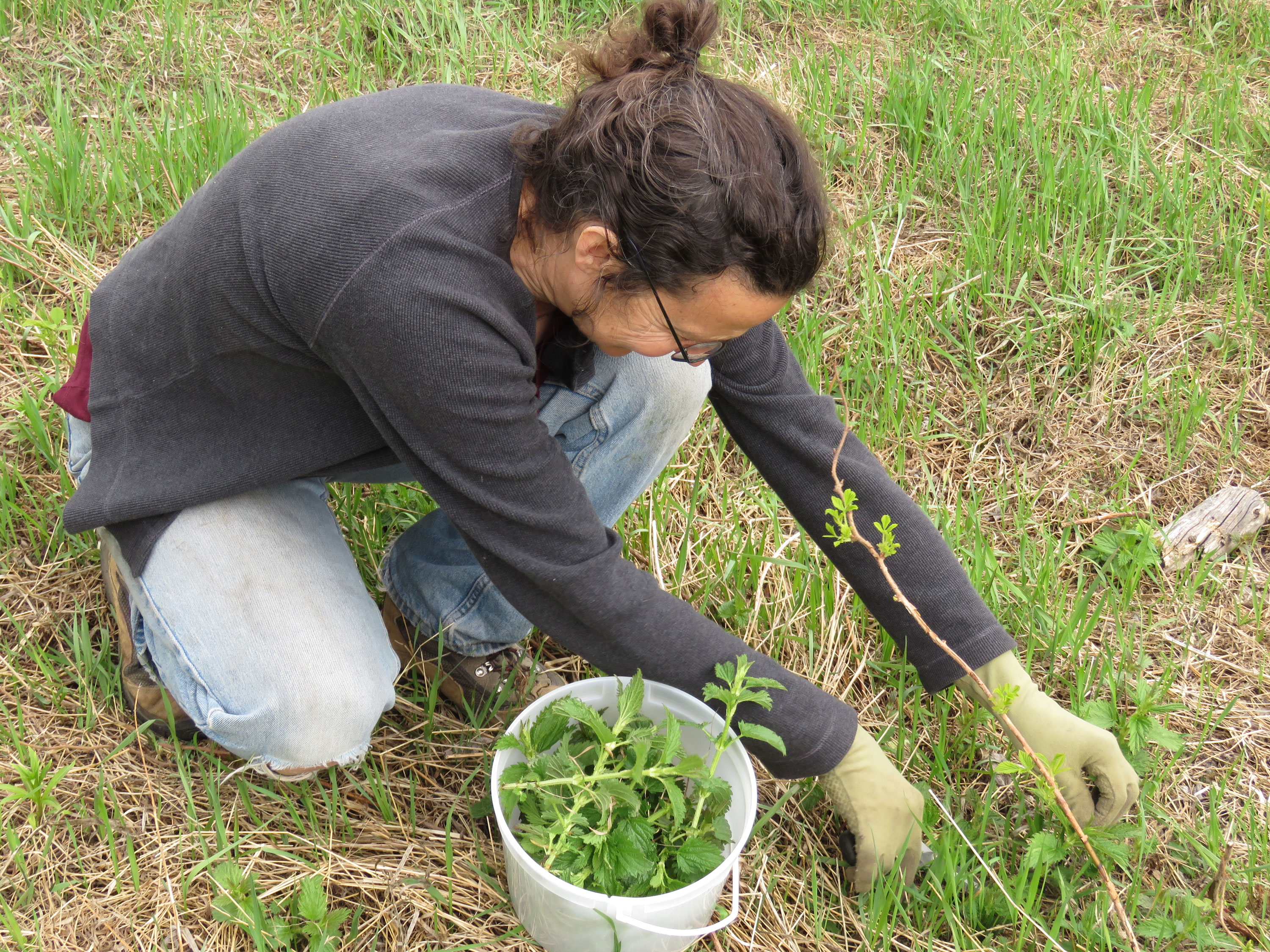 Foraging nettle