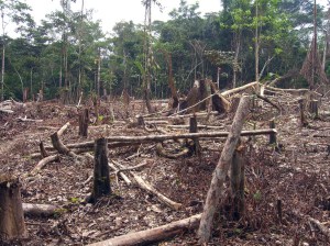 Deforestación en la Amazonía Brasileña.