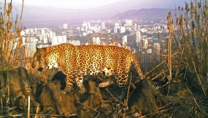 mumbai-leopard-image