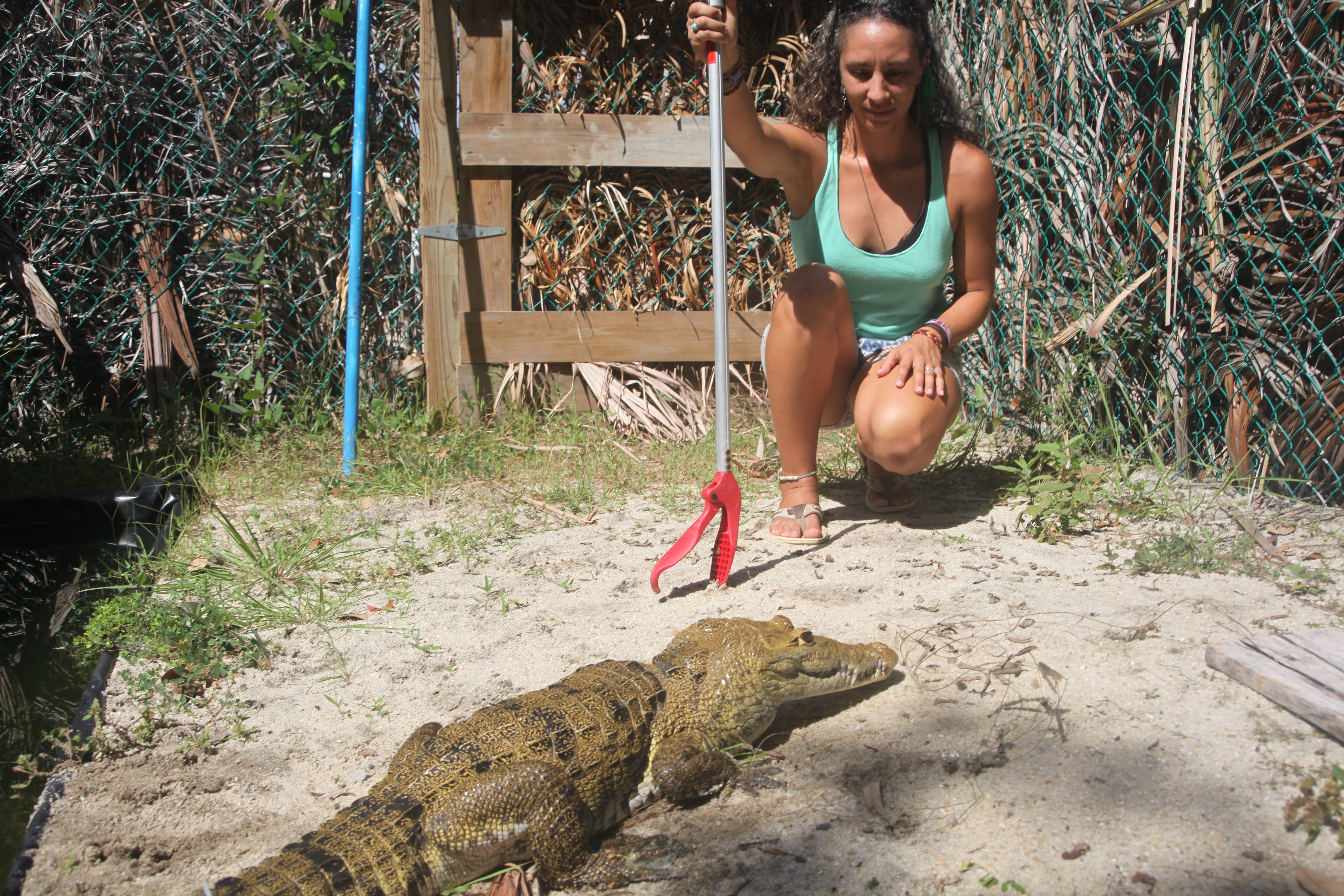 Marisa Tellez with her pet crocodile