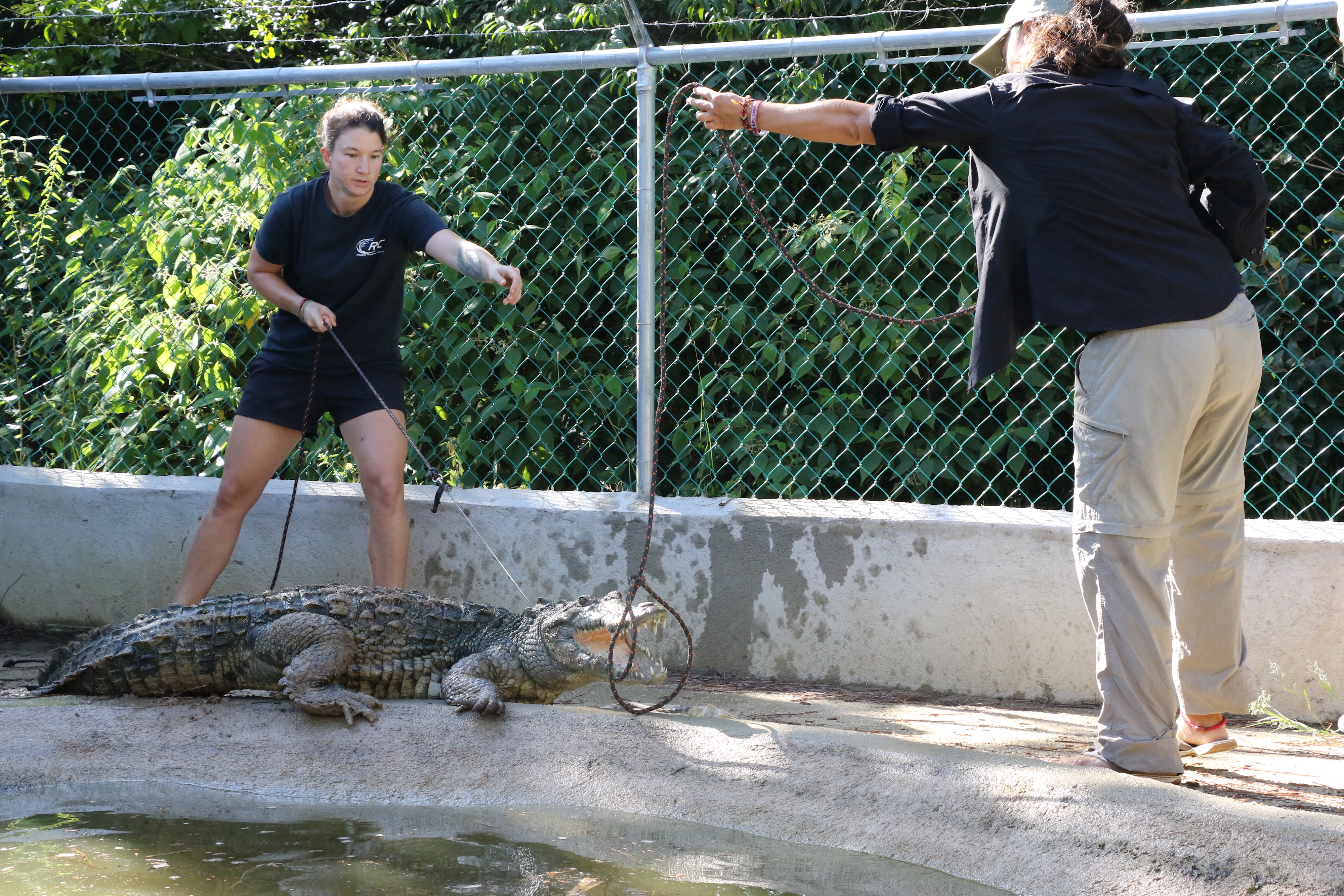 Dr Marisa Tellez and Miriam Boucher wrangling a croc