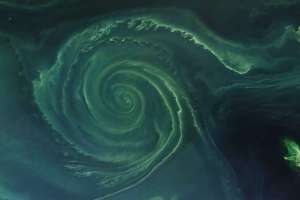 Phytoplankton bloom in a subtropical gyre. Image: MIT​