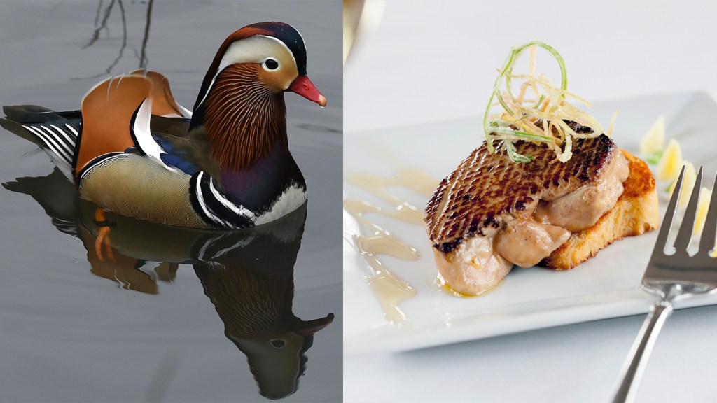 Mandarin duck and foie gras