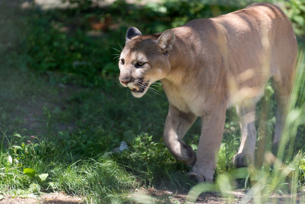 Quest’uomo è stato attaccato da un puma e l’ha ucciso a mani nude