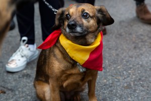 perro con bandera de España