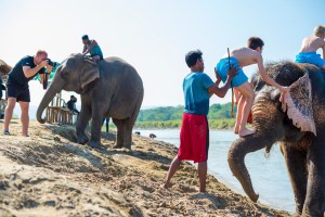 elefanti in Nepal