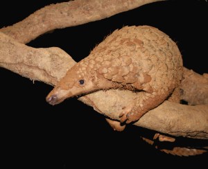 Thirty Tons of Pangolin Parts Were Seized in Historic Malaysian Trafficking Bust