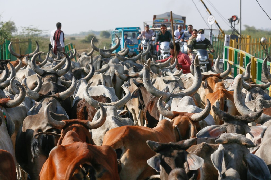 Sapi dianggap binatang suci di India