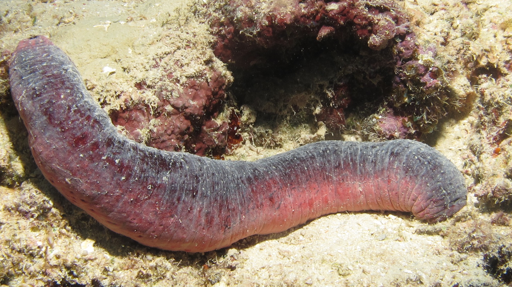 Edible_Sea_Cucumber_Holothuria_e