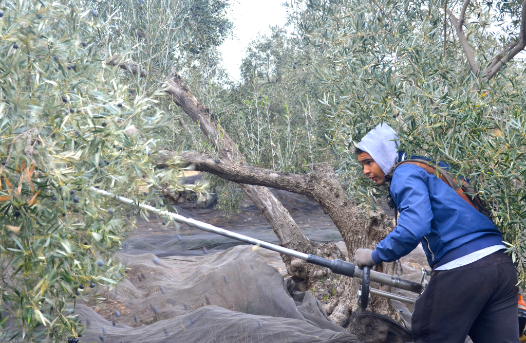 Farm-worker-Ayyub-Elghzi-Gowri-Chandra