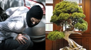 Bonsai jenis Shimpaku Juniper yang berharga mahal dicuri di Jepang