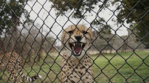 Air kencing ​Cheetah bisa menolong kucing besar ini terhindar dari kepunahan.