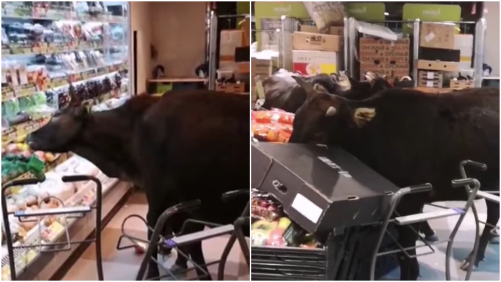 Gerombolan sapi merampok supermarket di Hong Kong