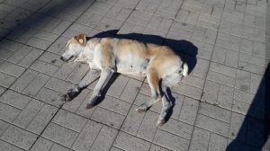 perro durmiendo en el suelo