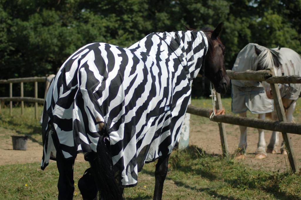 Kuda yang sedang cosplay jadi zebra di Inggris. Sumber foto: penelitian T. Caro (2019)