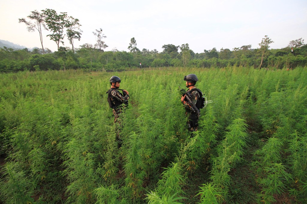 1550299657295-F-1-MUSNAKAN-LADANG-GANJA-4