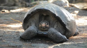 Kura-Kura Raksasa Disangka Sudah Punah 113 Tahun Lalu Muncul Lagi di Galapagos