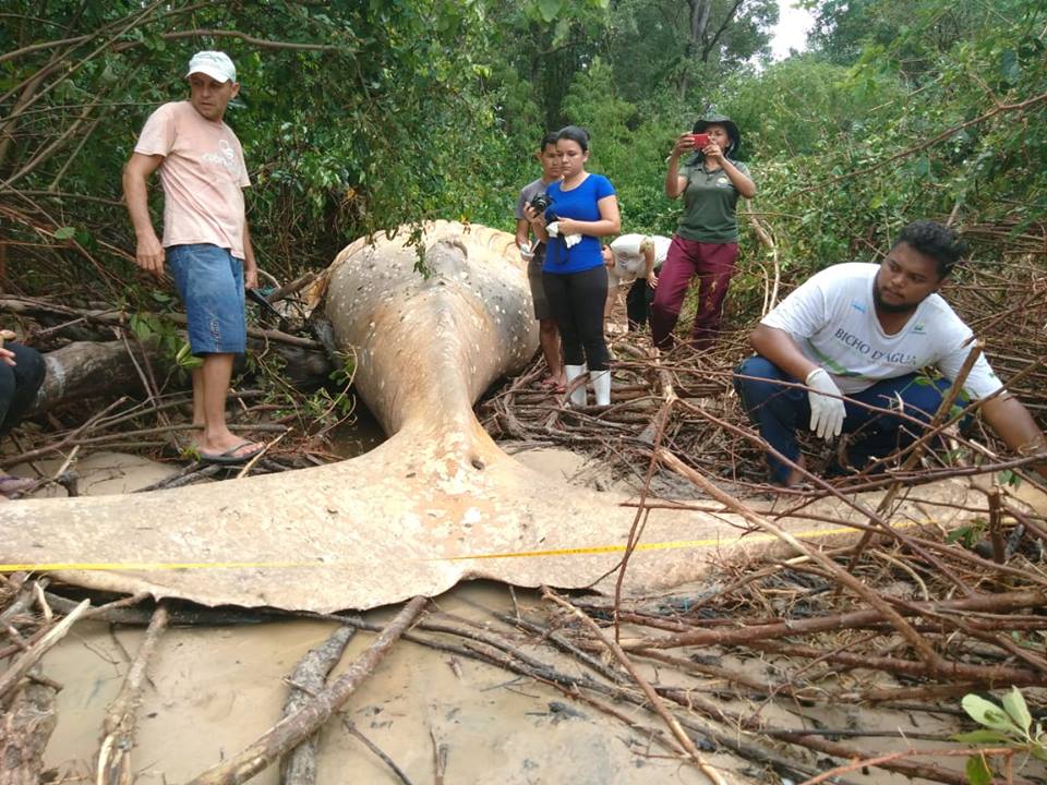 La carcassa di cucciolo di balena megattera. Immagine: Facebook/Bicho D'agua Institute