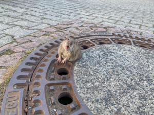 Die Ratte, um die es geht, klemmt sehr rührend in einem Kanaldeckel fest