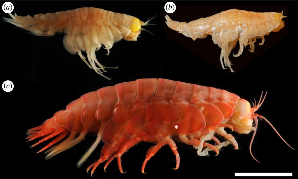 Las tres especies de anfípodos recolectados en seis fosas oceánicas​ del Pacífico, (a) Hirondellea gigas, (b) Hirondellea dubia, y (c) Eurythenes gryllus. Imagen: Jamieson et al/Royal Society.​