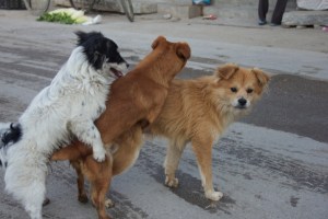 Dogs humping