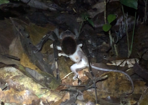 Tarantula alimentándose de una zarigüeya bebé, noviembre de 2016. Imagen: Maggie Grundler,  Amphibian & Reptile Conservation