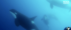 ​Type D orcas filmed by Pitman and colleagues. Image: NOAA