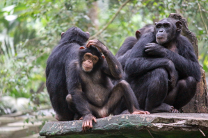 climate change means chimps are losing their culture