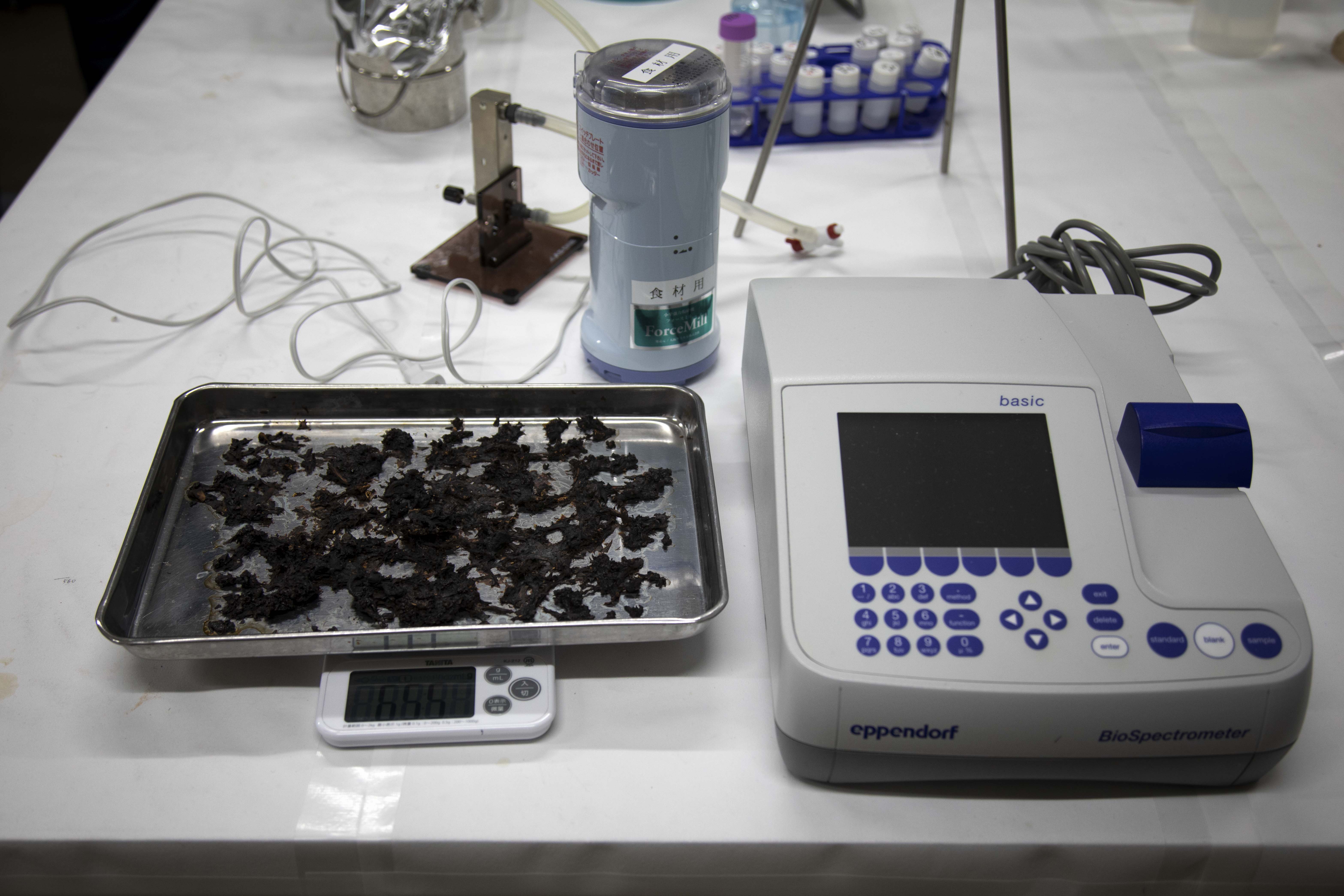 Shiitake - Japanese mushrooms - are placed on a weighing scale right before treatment