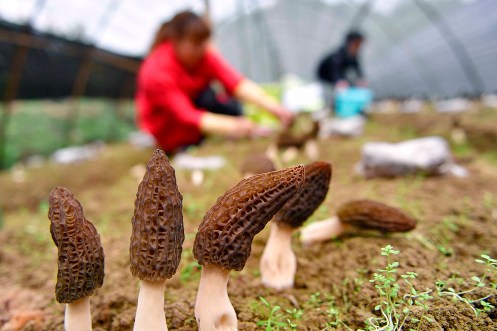 Morel mushrooms farming