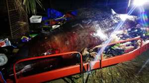 A Dead Whale Just Washed Up With Huge Amount of Trash in Its Guts