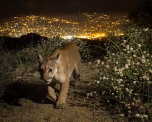 Nikita, one of the mountain lions based in the Los Angeles area. Image: ​Johanna Turner