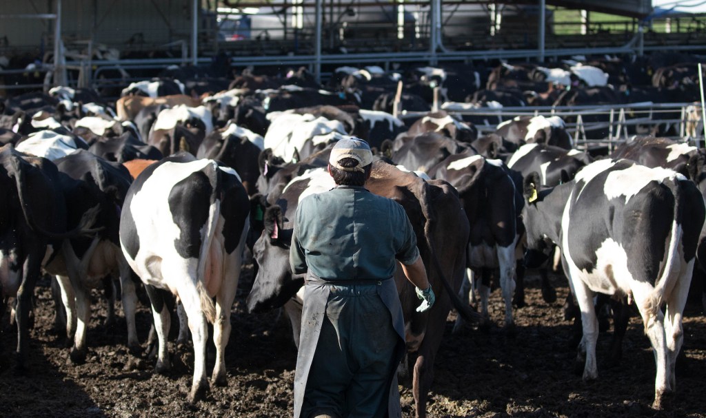 NZFarmer