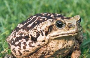 Un crapaud buffle du côté de Tampa, en Floride. Image : Bill Waller