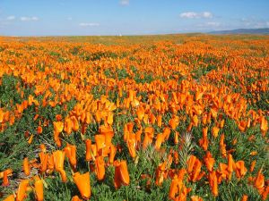 Please Don’t Land Your Helicopter on the Poppies