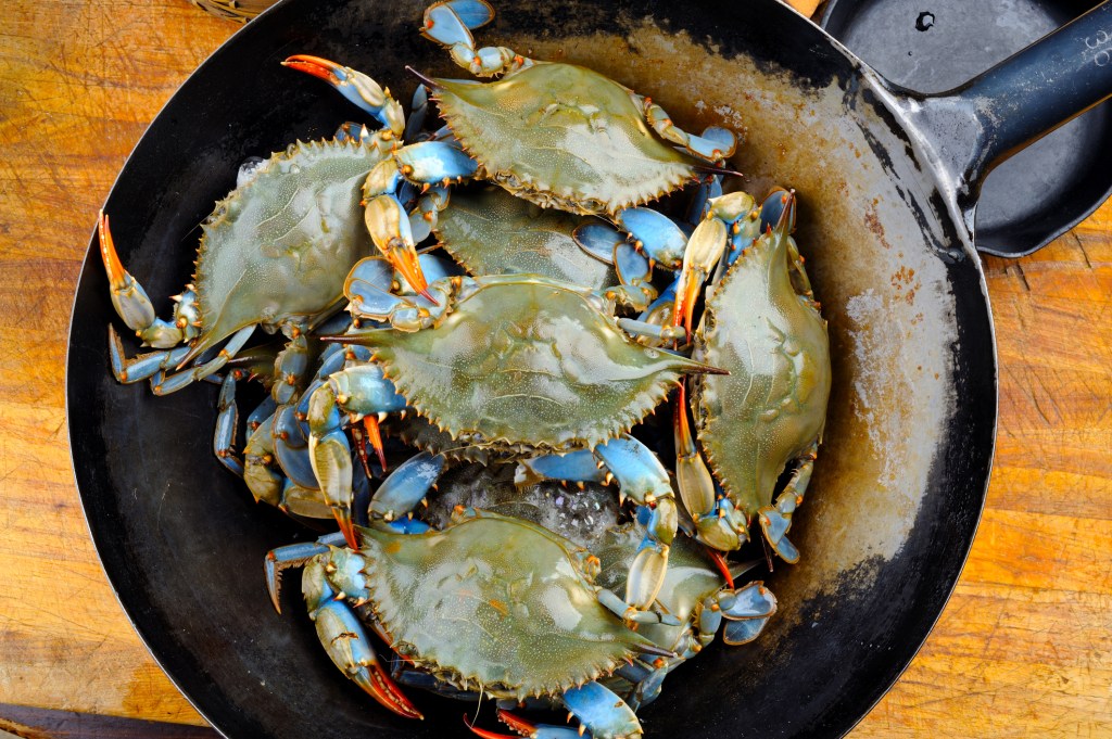 Crabe Bleu