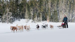 Dog sledding en el Pourvoirie Waban Aki, en Quebec. Foto por Irving Luna.