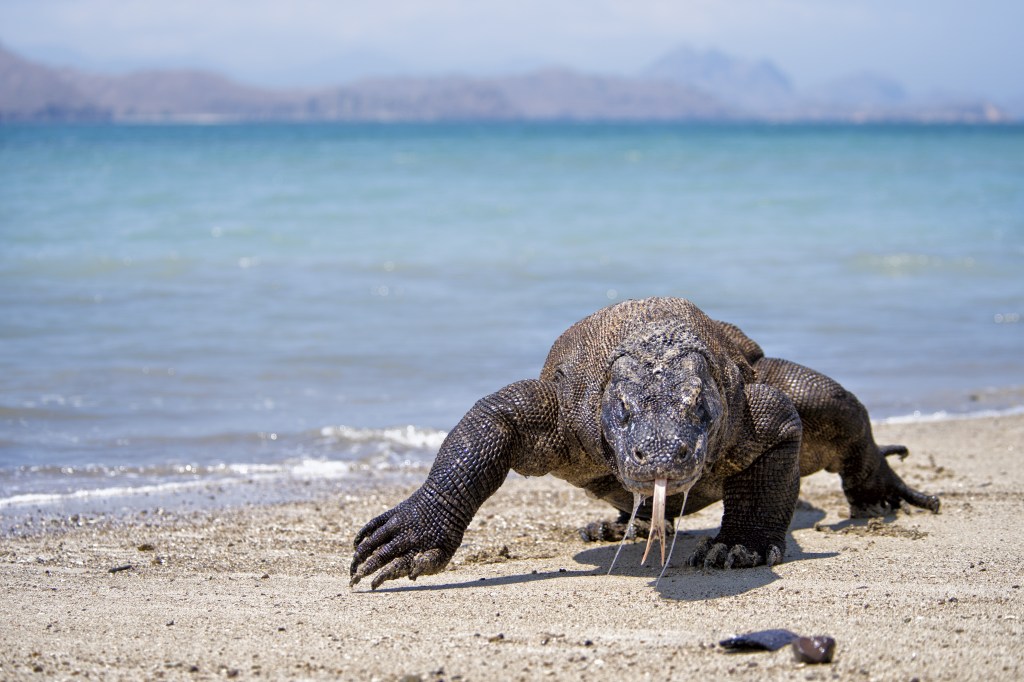 A ilha de Komodo será fechada porque estão roubando dragões